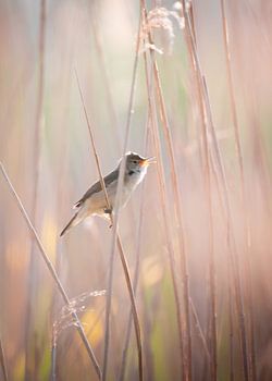 Teichrohrsänger im Gegenlicht 2