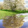 Arbres en fleurs avec reflet de l'eau sur Jos van den Berg