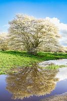 Bloesembomen met waterreflectie