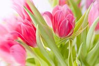 Bos Tulpen