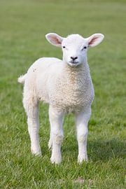 Domestic sheep-lamb by Sven-Erik Arndt