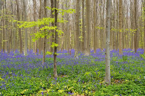 Hallerbos Belgium