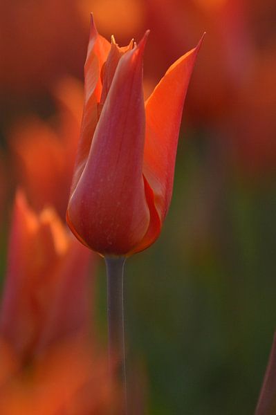 Oranje tulp Ballerina van Jeffry Clemens
