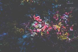 painting-like photo of nearly blown-out tulips in a flowerbed at the Keukenhof by Margriet Hulsker