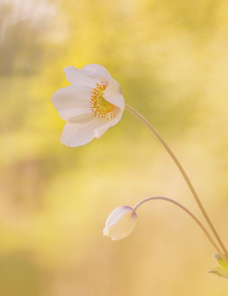 Holzanemone mit Knopf von natascha verbij