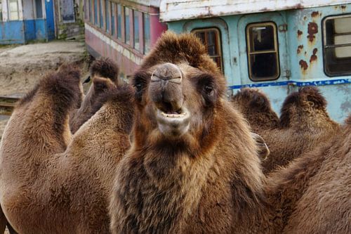 Funny portrait of a camel with a crooked mouth
