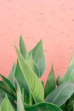 Botanical Gran Canaria | Grüne Blätter für korallenrosa Wand | Fotodruck Kanarische Inseln Reisefotografie von HelloHappylife