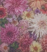 SoftPink