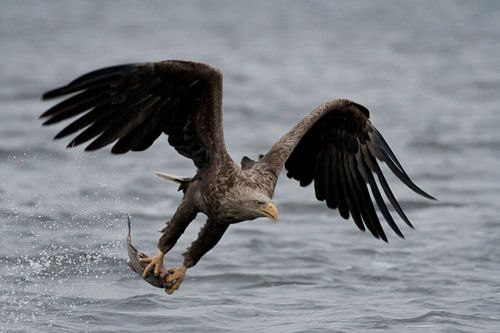 Bald eagle in flight