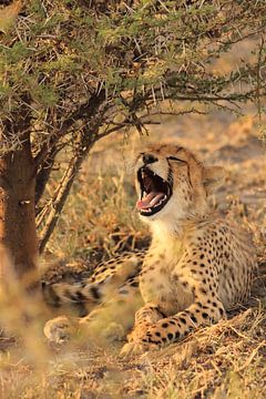 Cheeta welp gaapt onder een boom