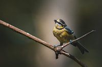 Mésange bleue juvénile