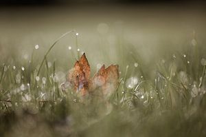 bokeh herfst part 3 van Tania Perneel