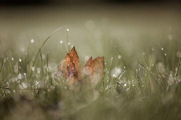 bokeh herfst part 3 van Tania Perneel