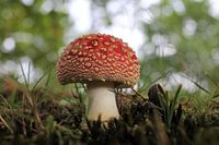 Prachtige kleine rode vliegenzwam in het bos met een mooie bokeh
