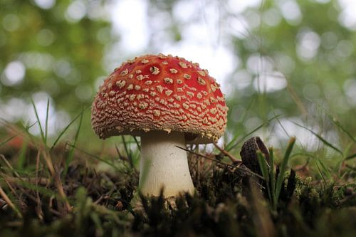 Prachtige kleine rode vliegenzwam in het bos met een mooie bokeh