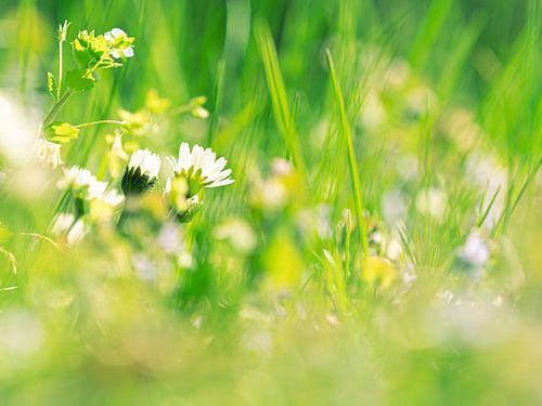 daisy in the lawn