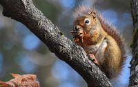 A red squirrel in the trap by Claude Laprise thumbnail
