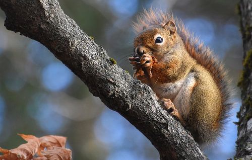 Een rode eekhoorn in de val