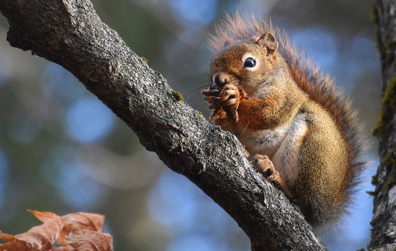 A red squirrel in the trap by Claude Laprise