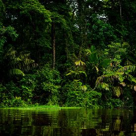 Tortuguero jungle van Costa Rica. van Corrine Ponsen