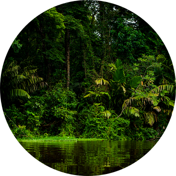 Tortuguero jungle van Costa Rica. van Corrine Ponsen