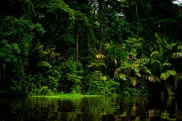 Tortuguero jungle van Costa Rica.