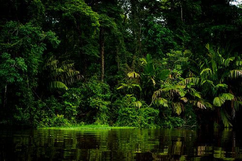 La jungle de Tortuguero au Costa Rica