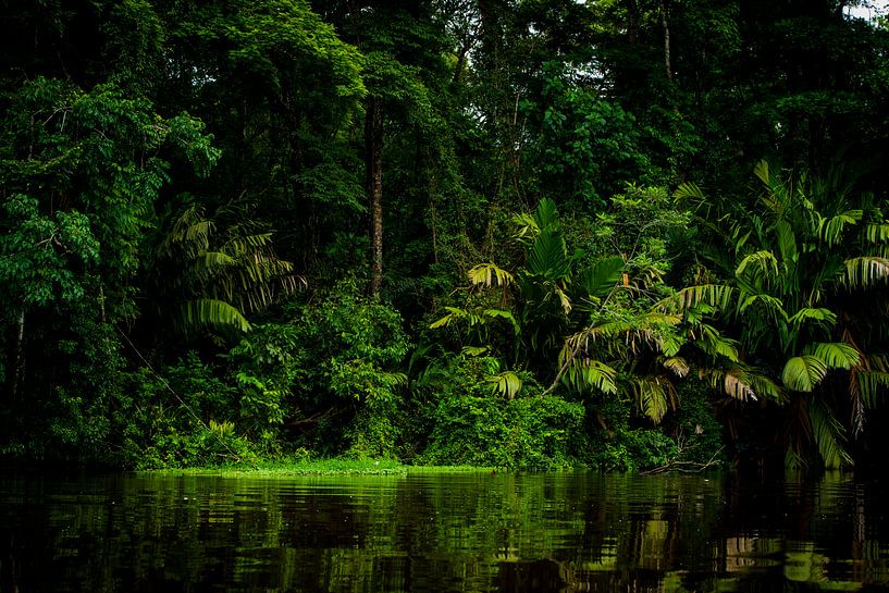 Tortuguero-Dschungel von Costa Rica von Corrine Ponsen