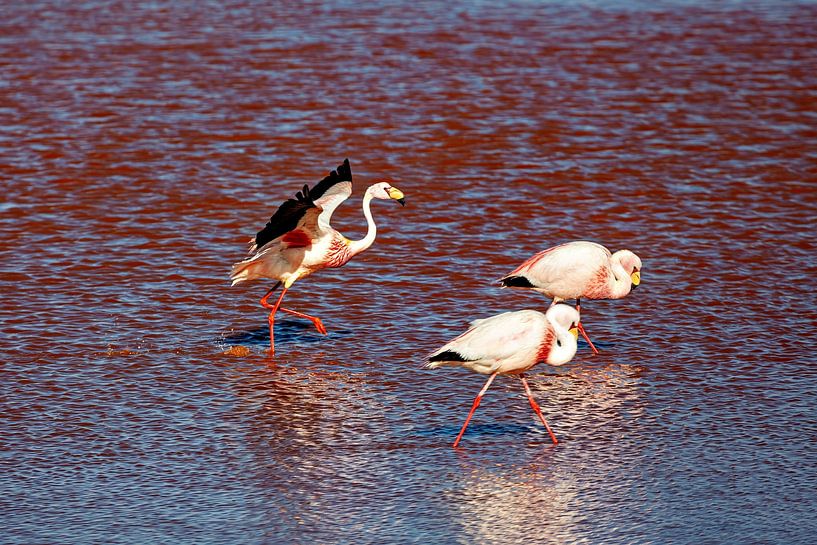 The flamingos of Laguna Colorada by Roland Brack