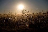 Namibie, herbe ondulante, coucher de soleil