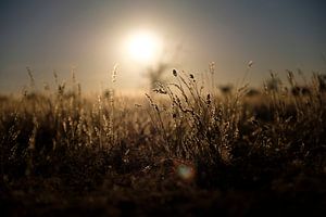 Namibie, herbe ondulante, coucher de soleil sur Marco Verstraaten
