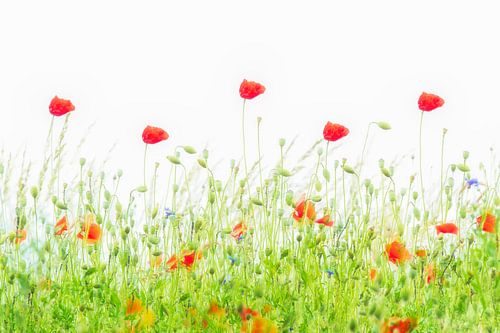 Poppies dancing in the wind.