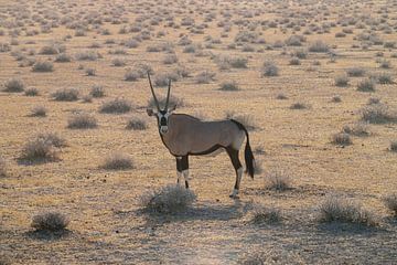 Oryx (Gemsbok) by Merijn Loch