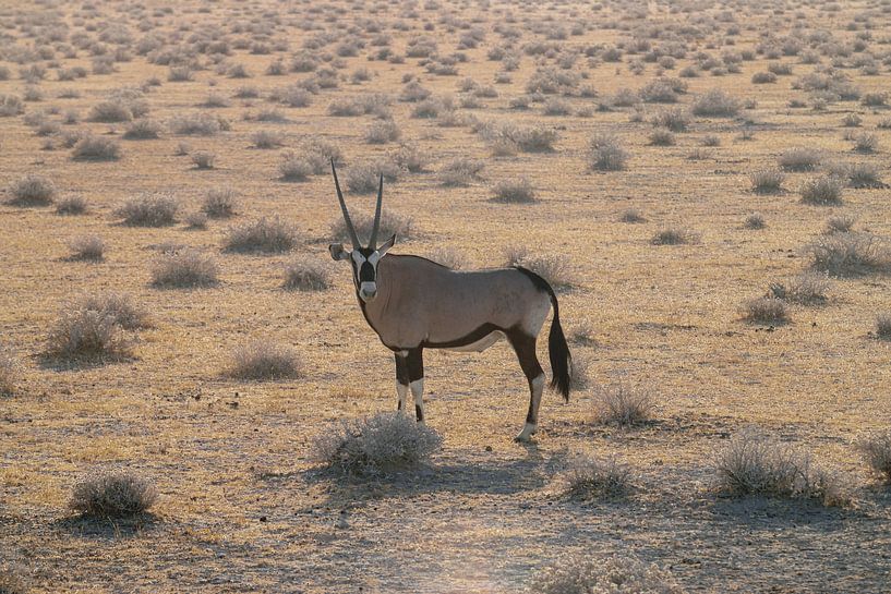 Oryx (Gemsbok) van Merijn Loch