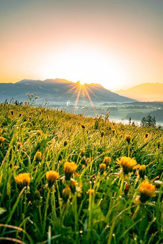 Bloemrijk uitzicht op de Allgäuer Alpen bij zonsopgang