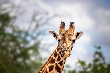 Giraffe head in the sky, Tsavo West, Kenya, Africa by Fotos by Jan Wehnert