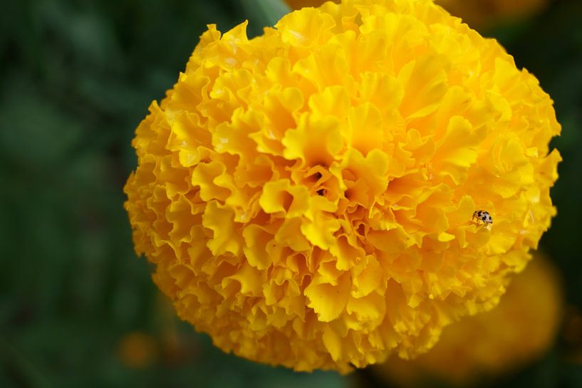 gele plant von Bart Cornelis de Groot
