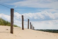 In de Nederlandse duinen