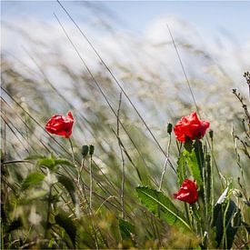 Kollenbloem von Judith Reinders-Peters