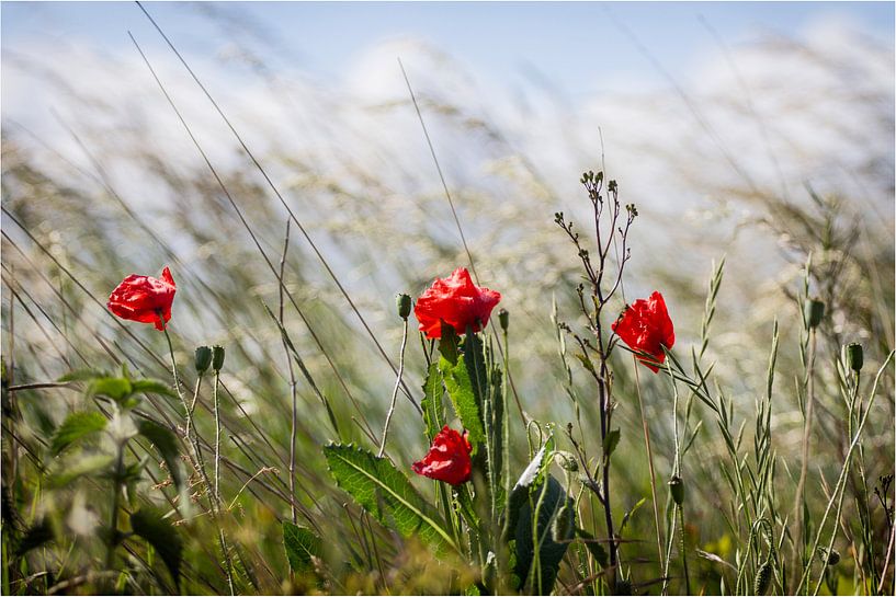 Kollenbloem von Judith Reinders-Peters