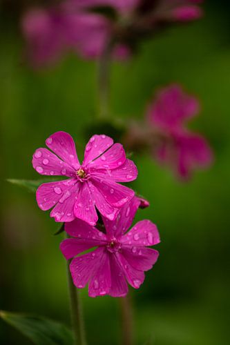 Fleur de coucou après une tempête de pluie