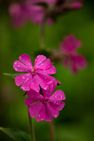 Day cuckoo flower after a rainstorm by Shot By DiVa