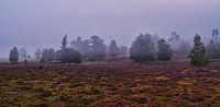Mist in de heide