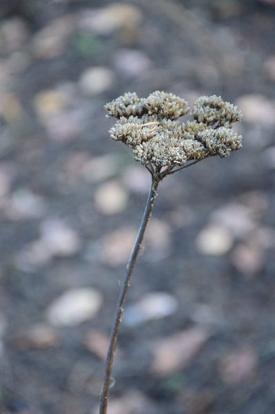 Autumn perennial by Detlef Georgi
