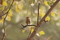 Robin