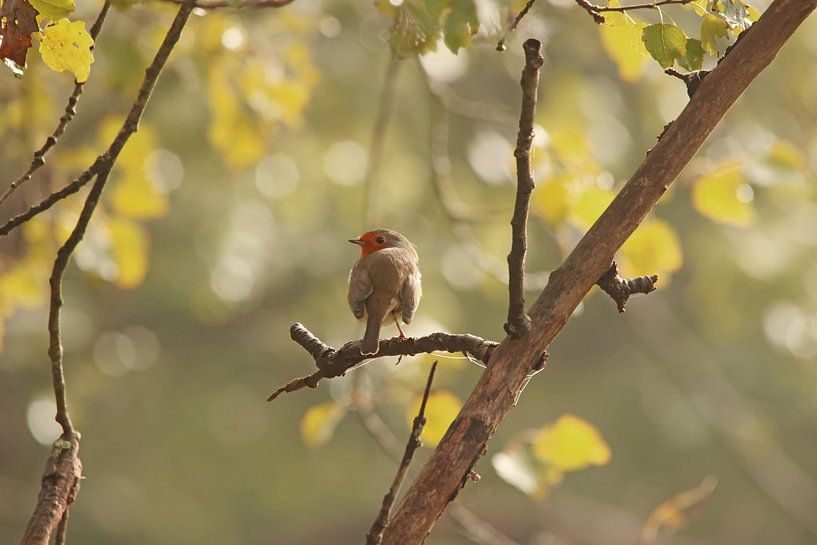 Robin by Arnoud van der Meer
