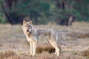 Wolf von Eric Siemelink