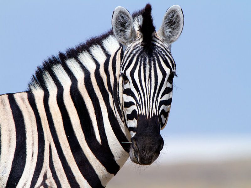 Nieuwsgierige Zebra van Angelika Stern
