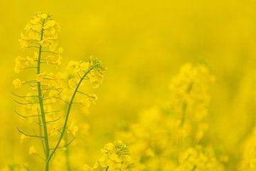 rapeseed by Hillebrand Breuker