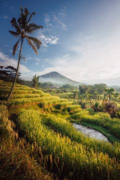Zonsopkomst bij Jatiluwih, de mooiste rijstvelden van Bali Indonesië van Thea.Photo